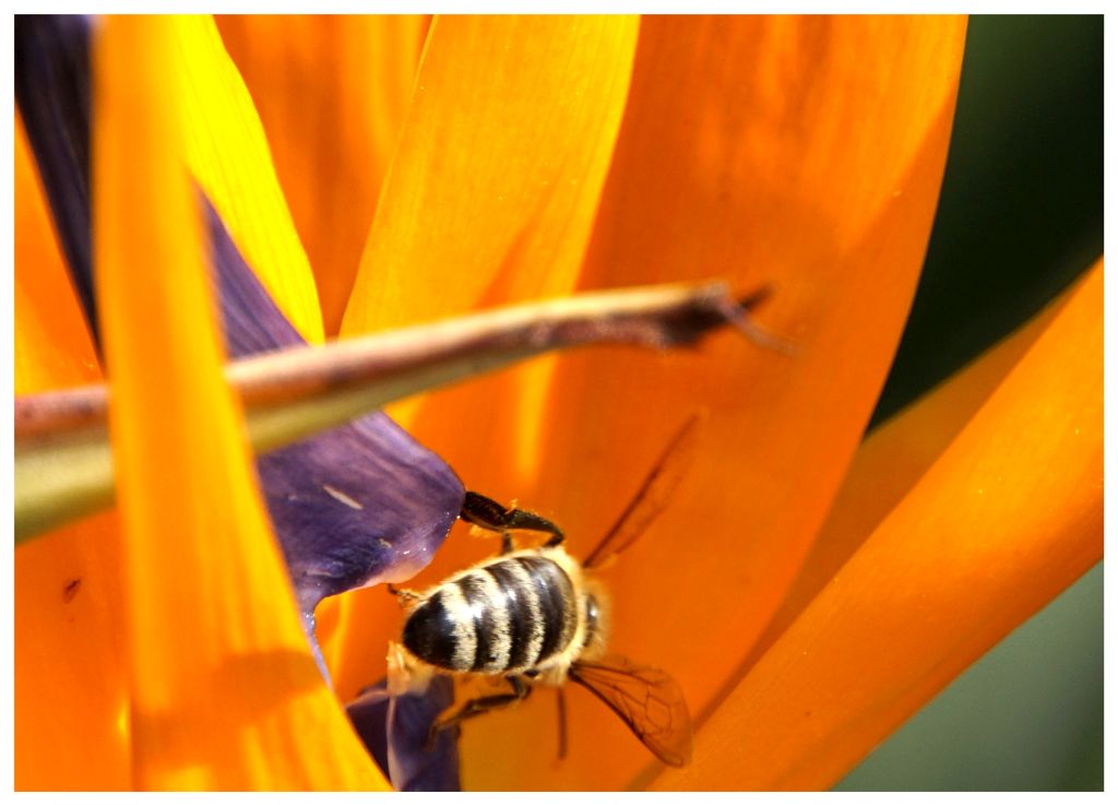 Biene im gelben Blumenmantel