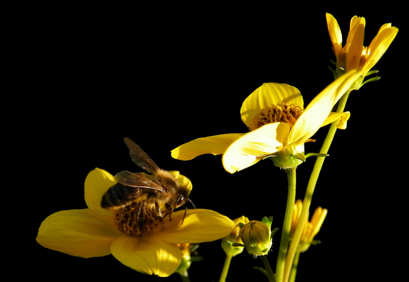 Biene im gelben Sonnentaumel