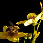 Biene im gelben Sonnentaumel