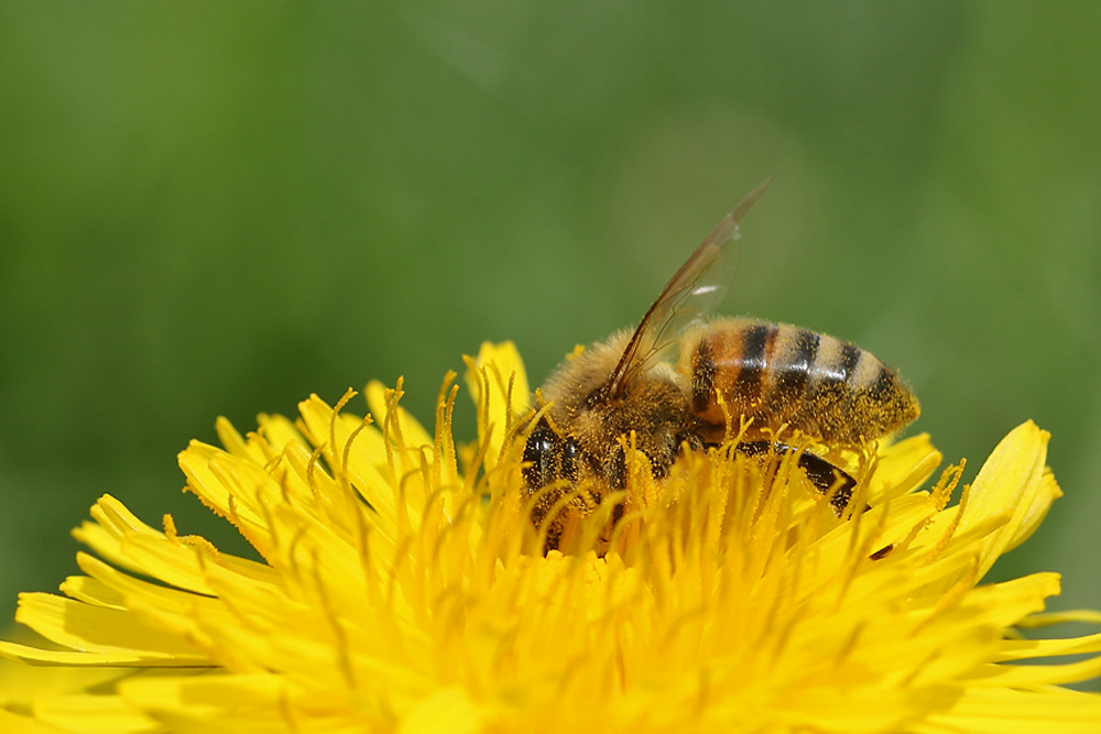 Biene im "Gelbfieber"