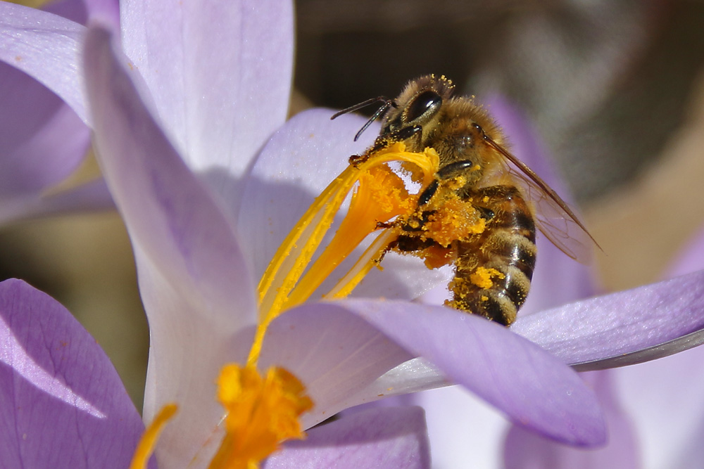 Biene im "Gelbfieber"