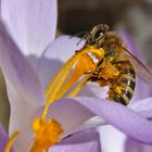 Biene im "Gelbfieber"