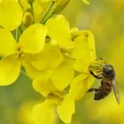 Biene im Gelbfieber