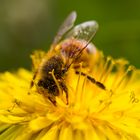 Biene im goldgelben Bad
