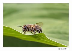 Biene im Grünen....