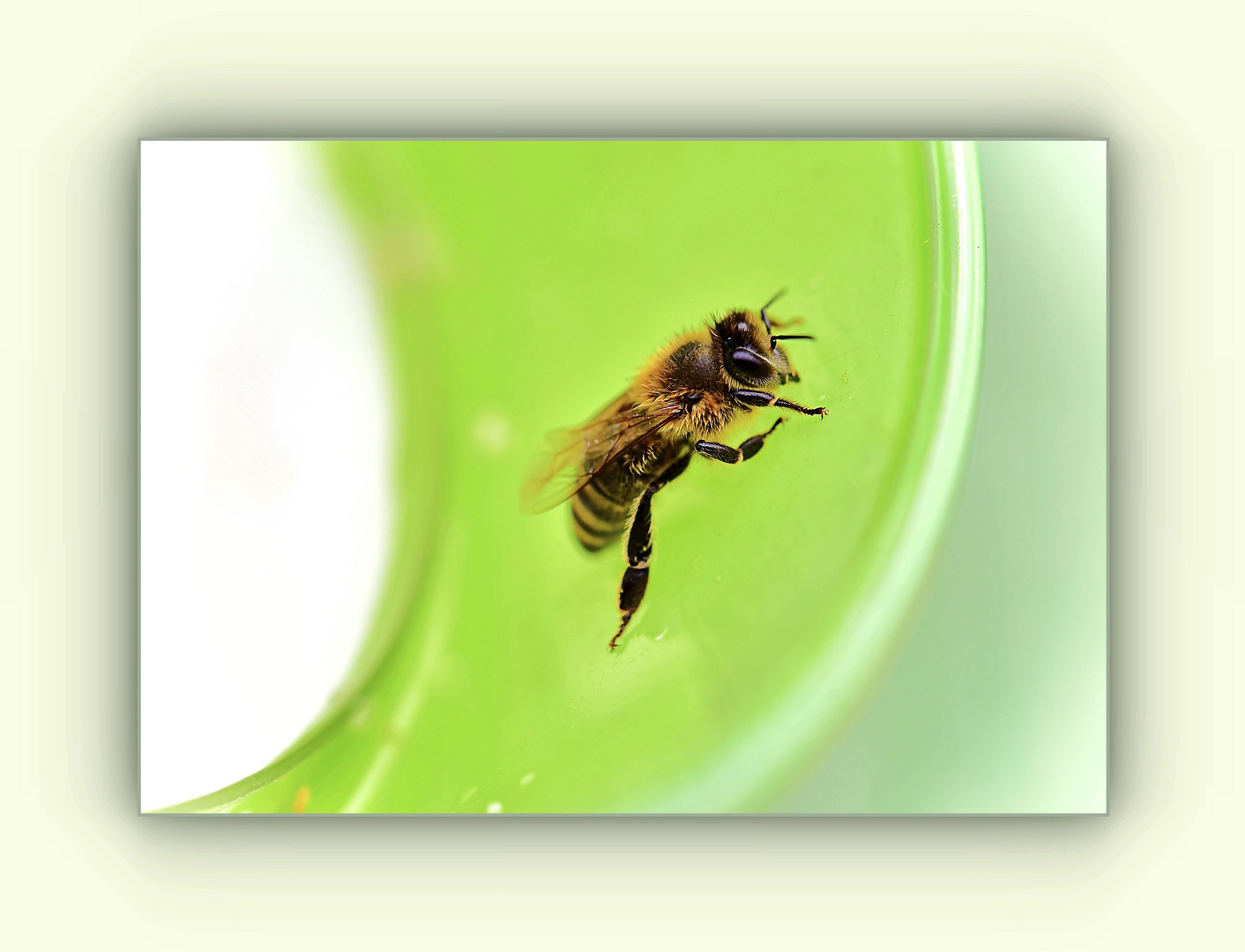 Biene im grünen Glas