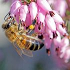 Biene im Heidegarten