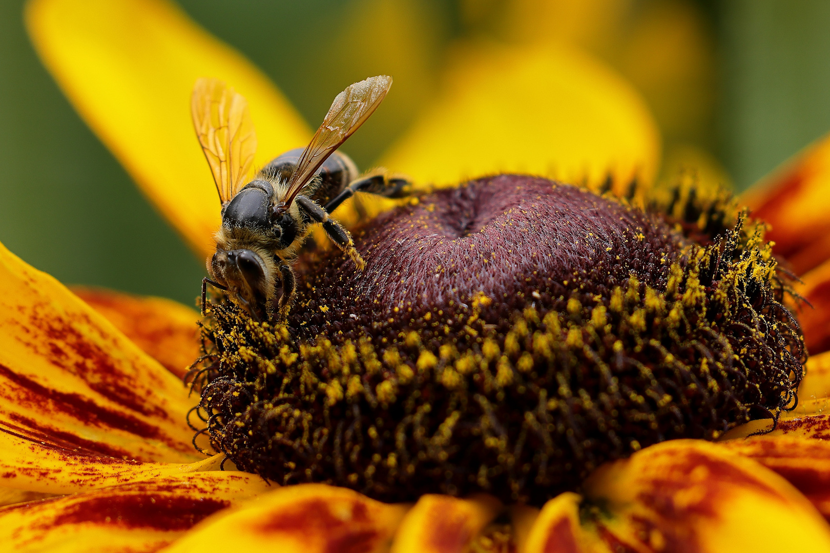 Biene im heimischen Garten