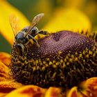 Biene im heimischen Garten