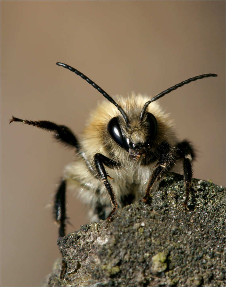 Biene im Herbst - 2-