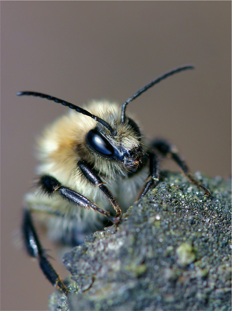 Biene im Herbst