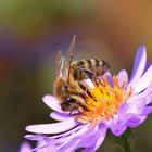 Biene im herbstlichen Ambiente