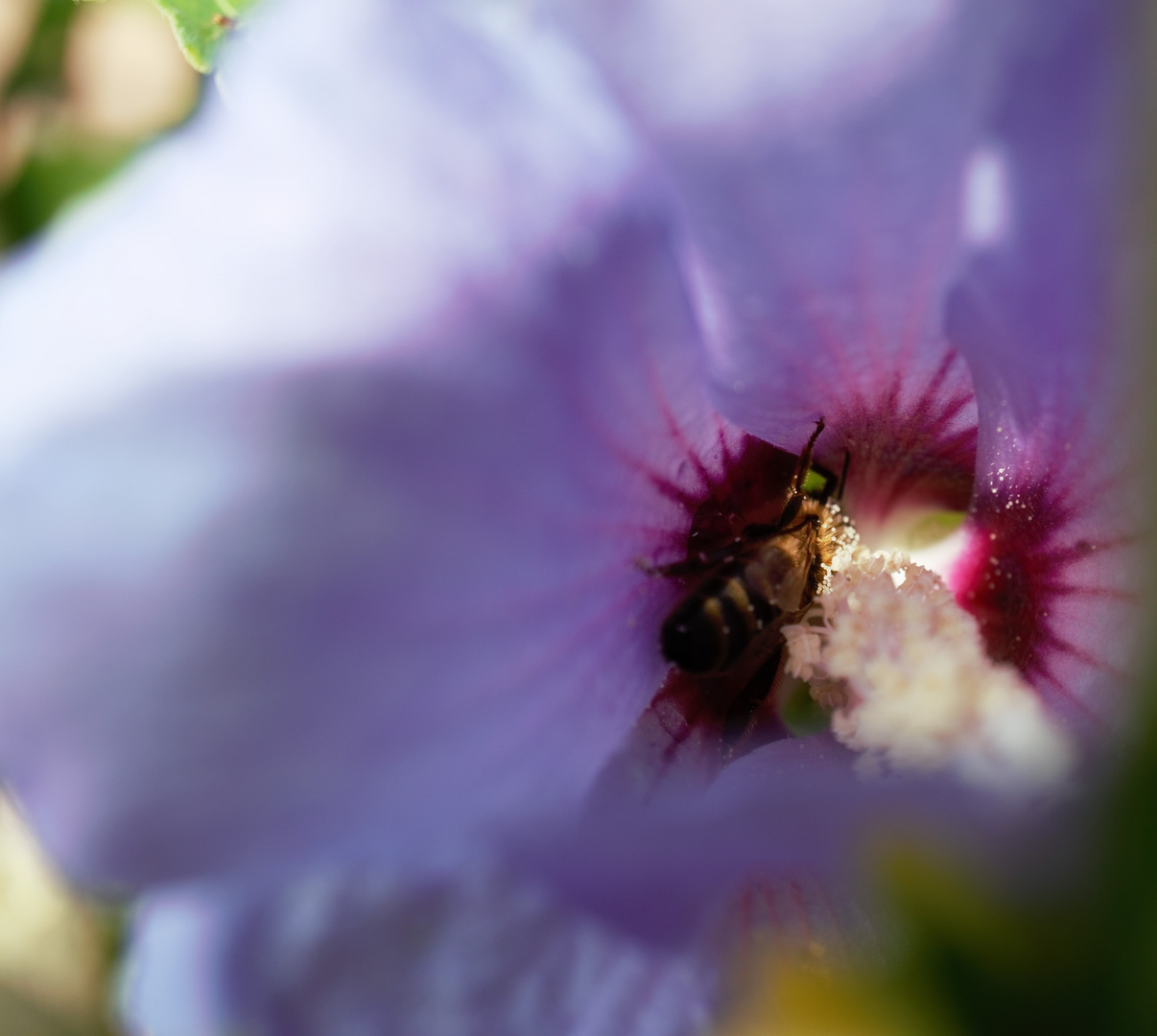 Biene im Hibiskus