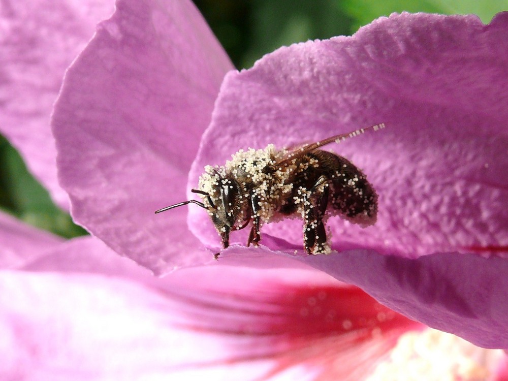 Biene im Hibiskus