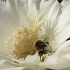 Biene im Kaktusparadies