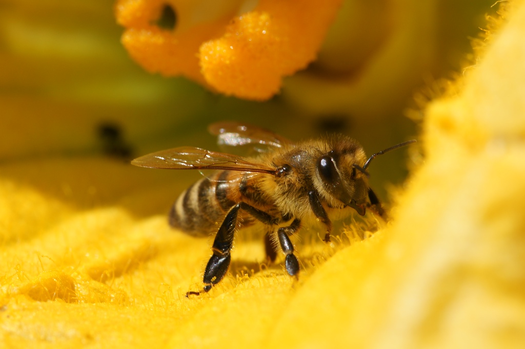 Biene im Klostergarten
