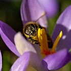 Biene im Krokus