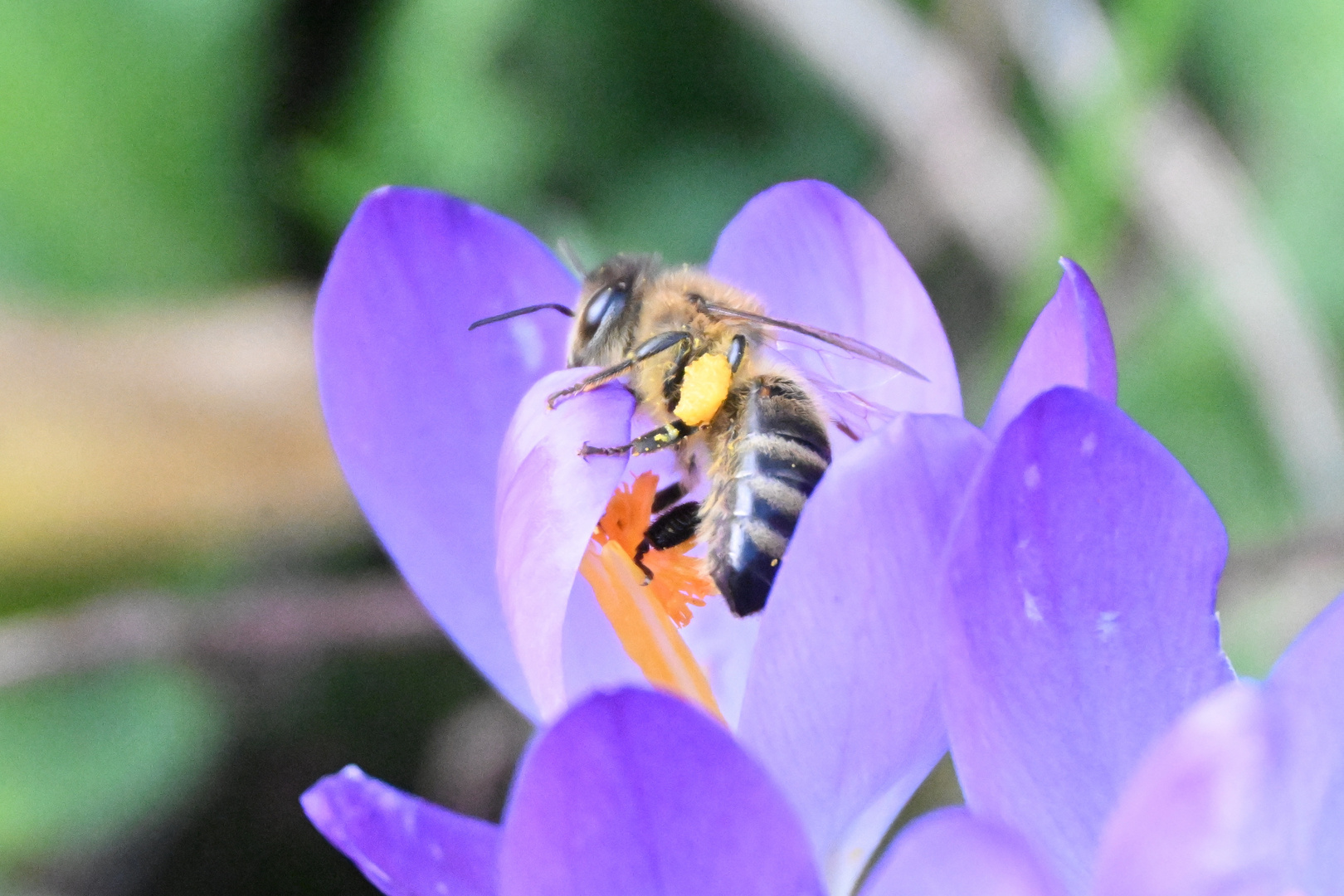 Biene im Krokus