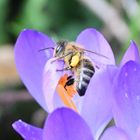 Biene im Krokus