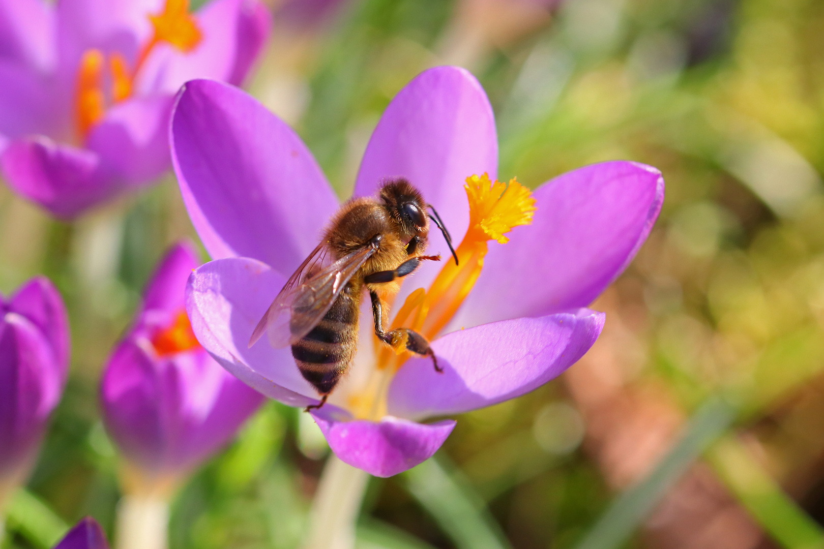 Biene im Krokus