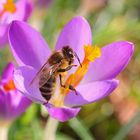 Biene im Krokus