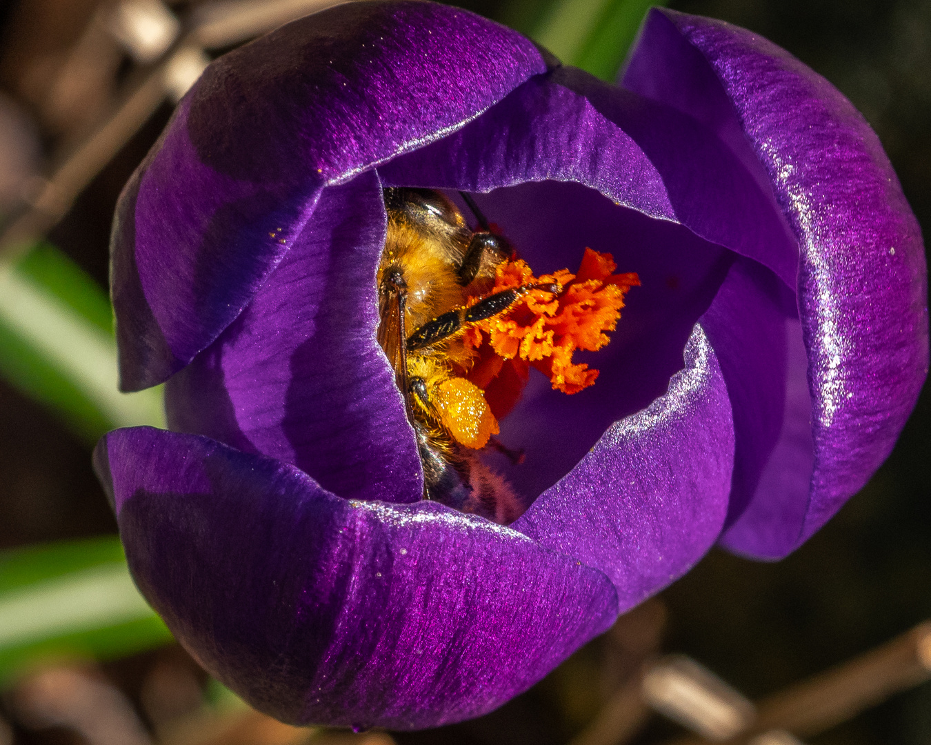 Biene im Krokus