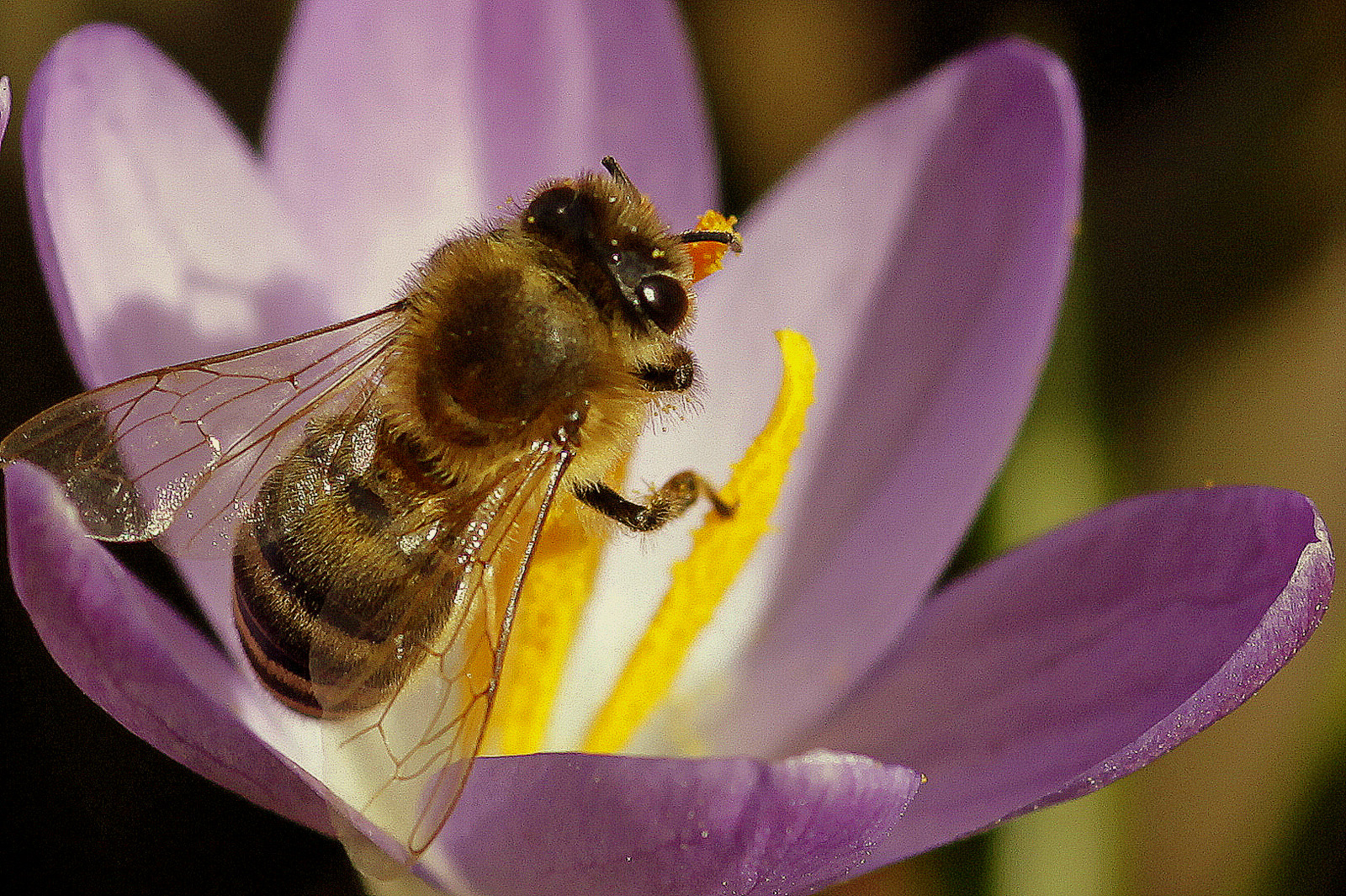 Biene im Krokus