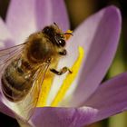 Biene im Krokus