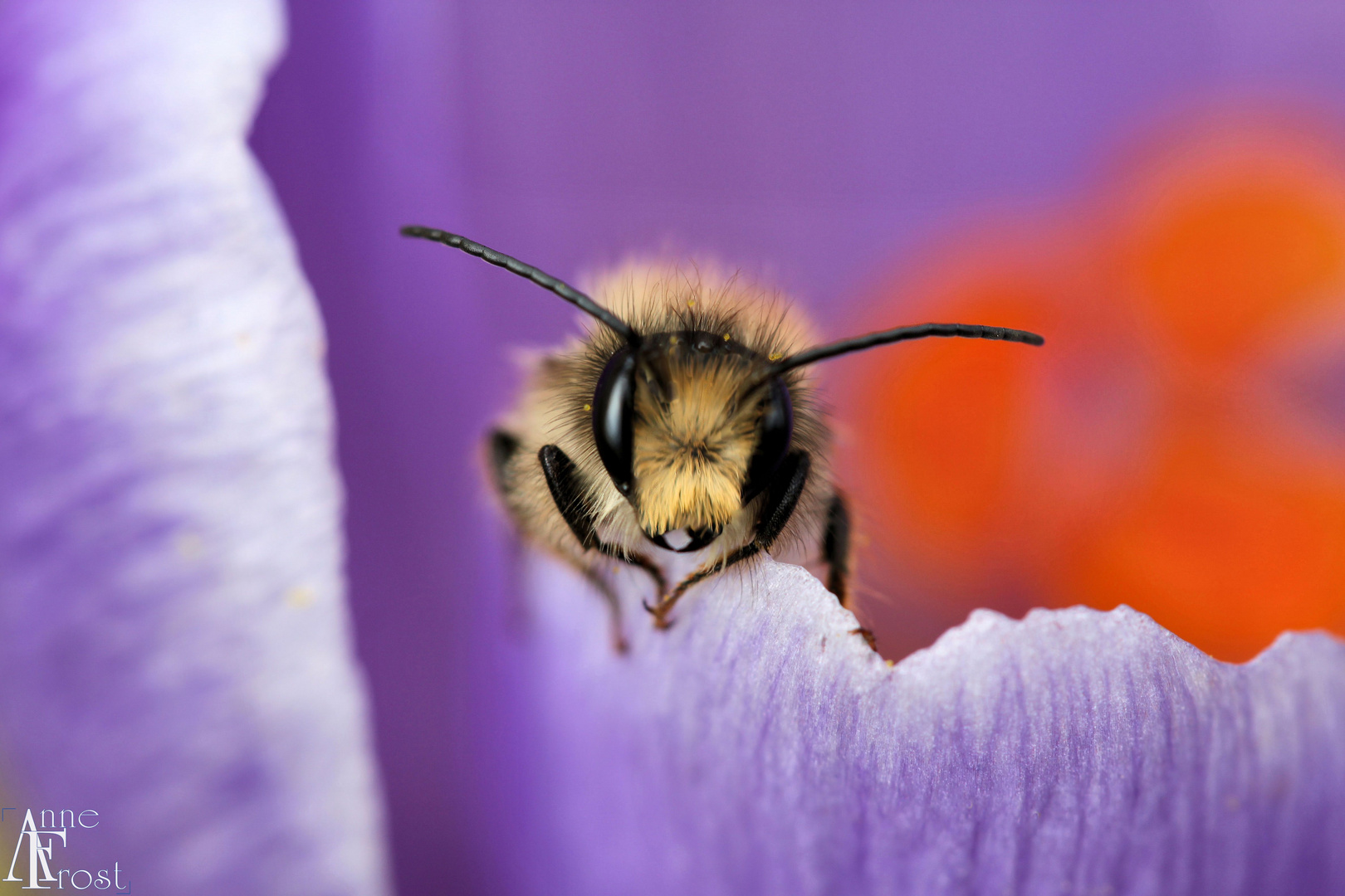 Biene im Krokus