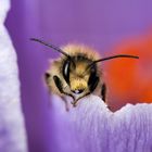 Biene im Krokus