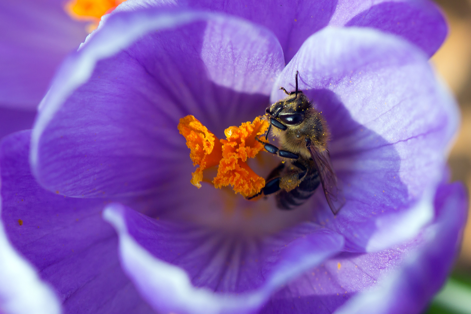 Biene im Krokus