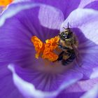 Biene im Krokus