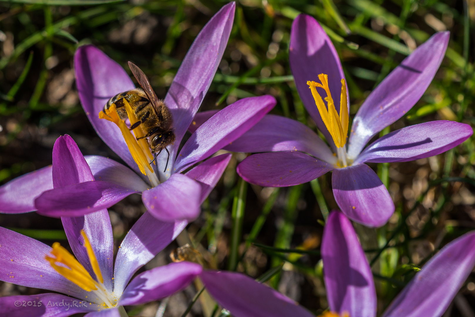 Biene im Krokus