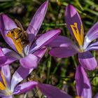 Biene im Krokus