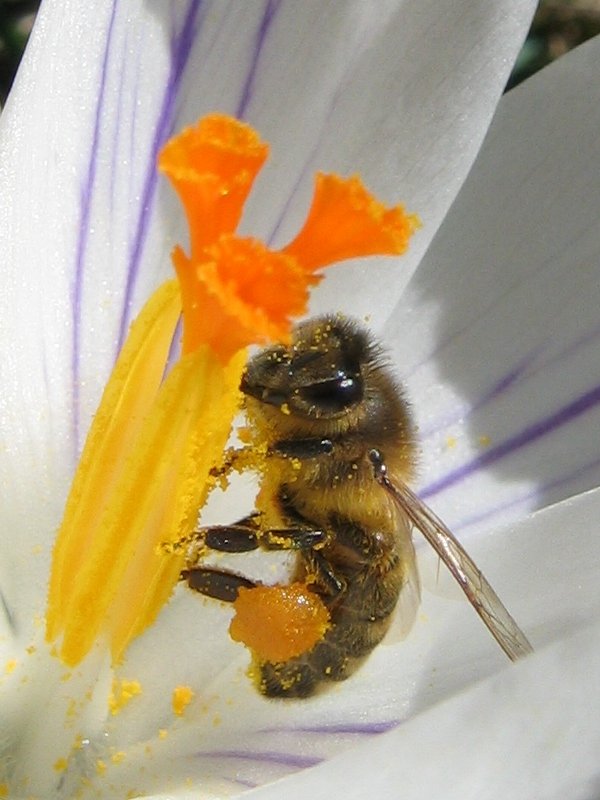 Biene im Krokus