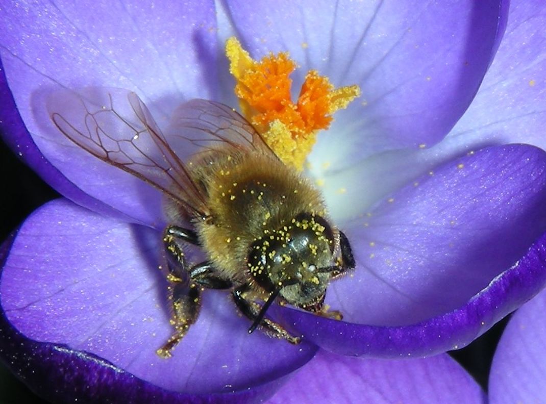 Biene im Krokus