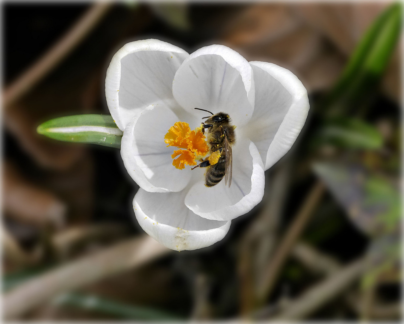 Biene im Krokus