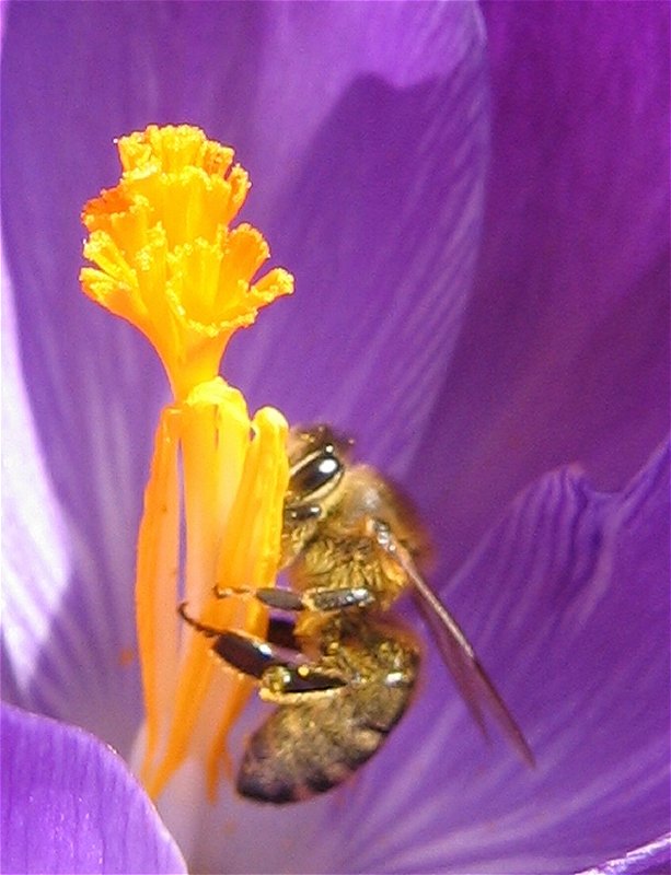 Biene im Krokus II