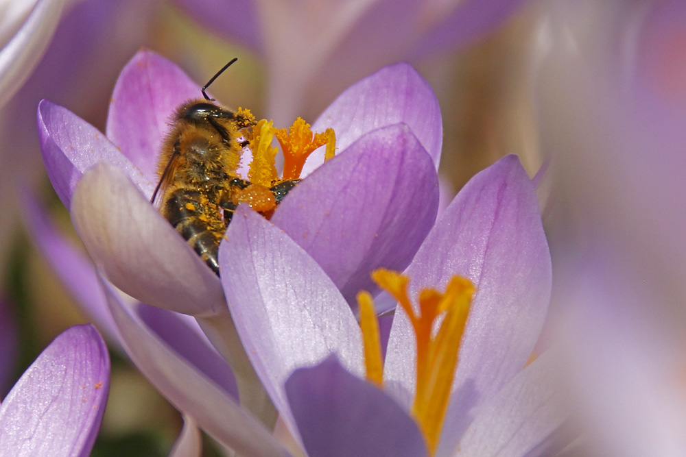 Biene im Krokus-Paradies