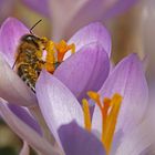 Biene im Krokus-Paradies