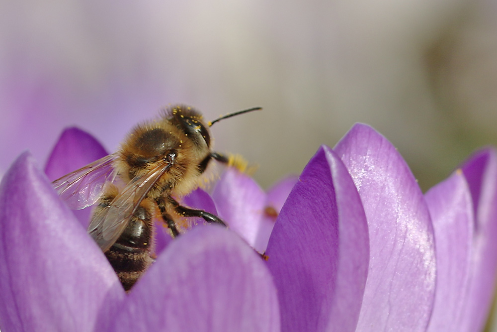 Biene im Krokusblüten-Land