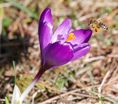 Biene im Landeanflug