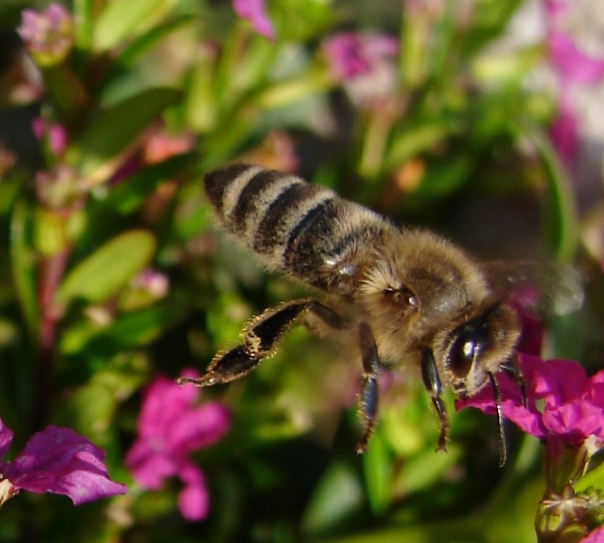 Biene im Landeanflug