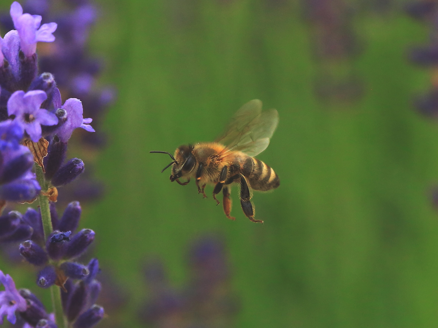 Biene im Landeanflug