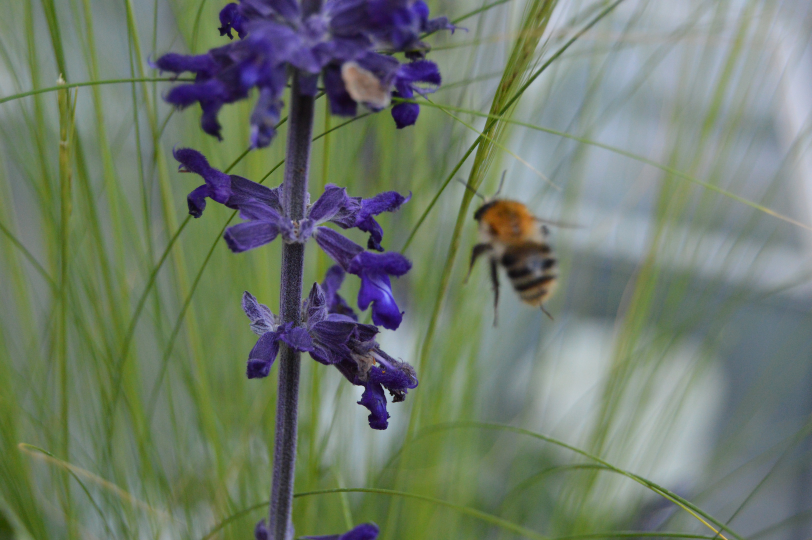 Biene im Landeanflug