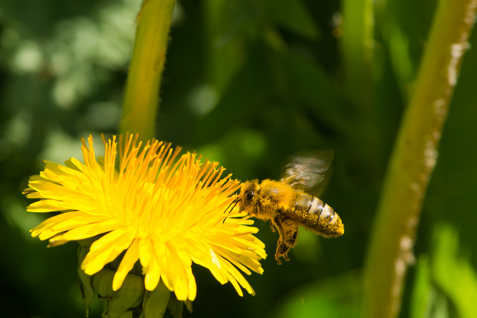 Biene im Landeanflug