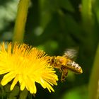 Biene im Landeanflug