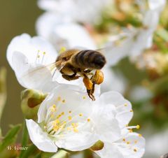 Biene im Landeanflug