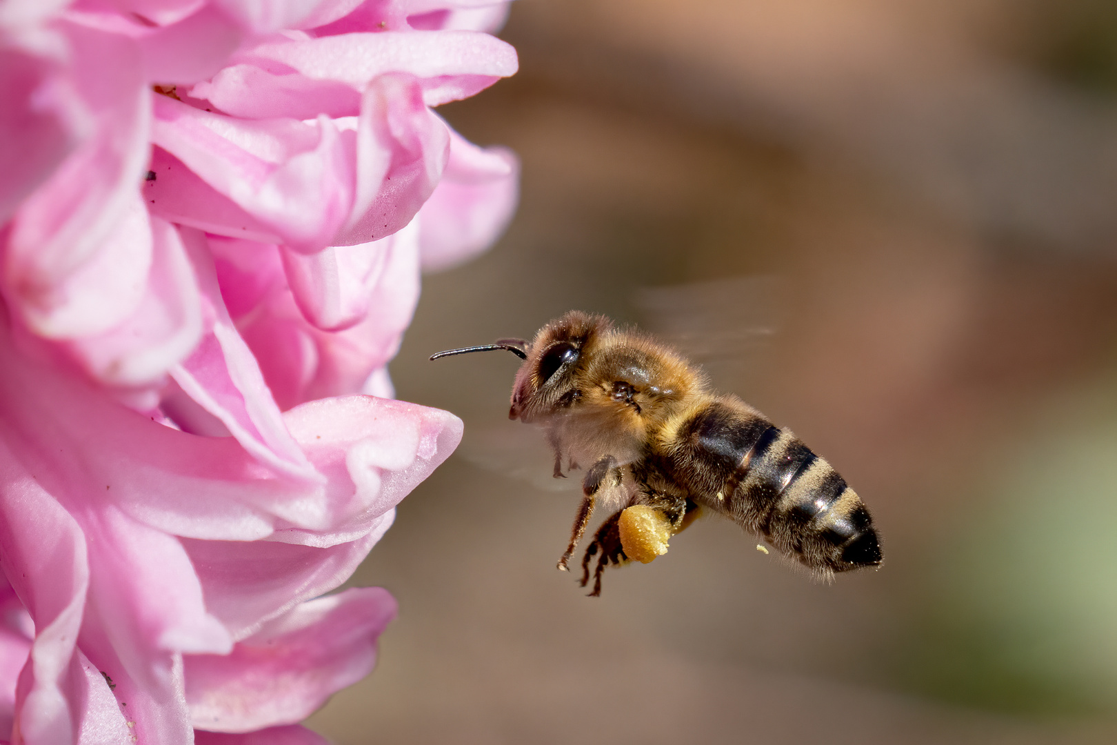 Biene Im Landeanflug