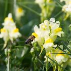 Biene im Landeanflug